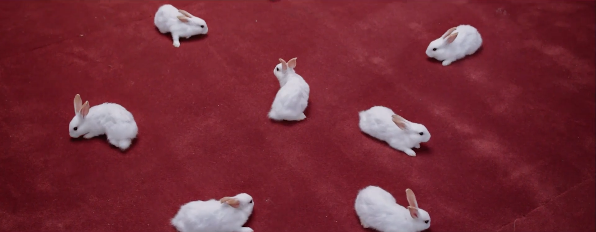 A screenshot of seven white rabbits. They are scattered about on a red carpet floor.