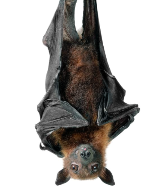 A fruit bat hanging upside down.