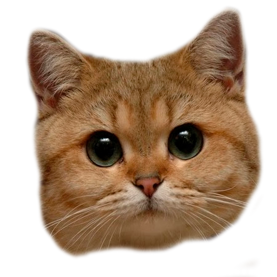 The head of an orange cat.