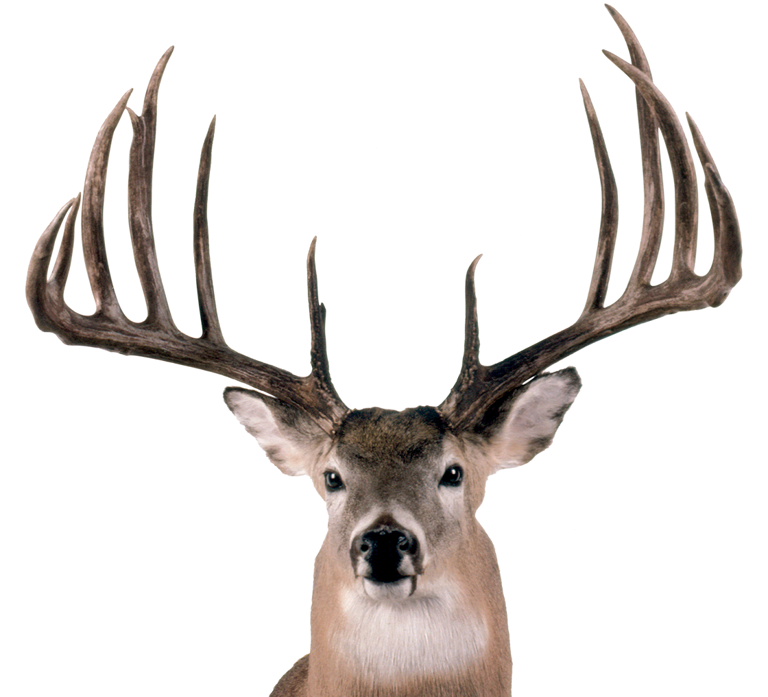 The head of a deer with antlers.