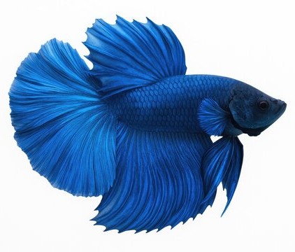 A blue betta fish.