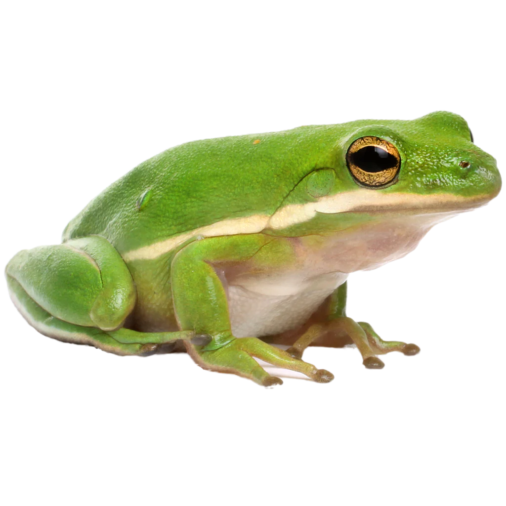 A green frog.