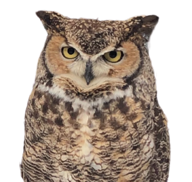 A horned owl.