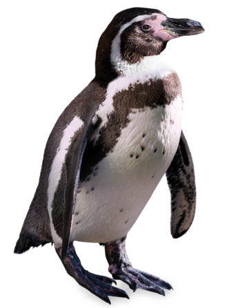 A penguin.