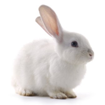 A white rabbit.
