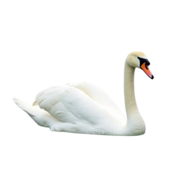 A white swan.