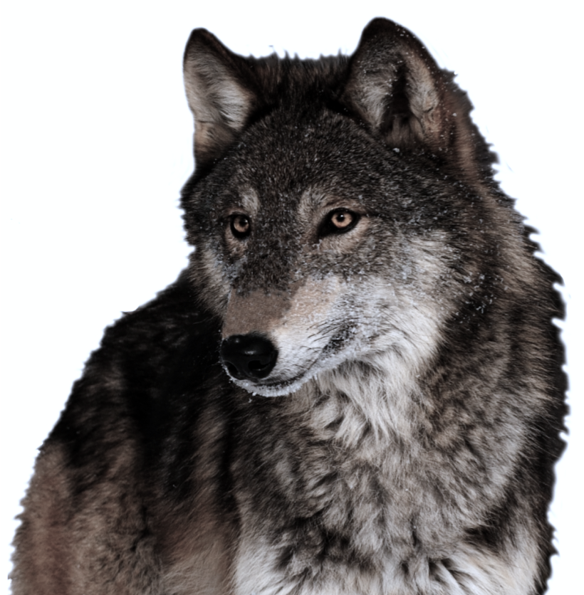 A wolf.